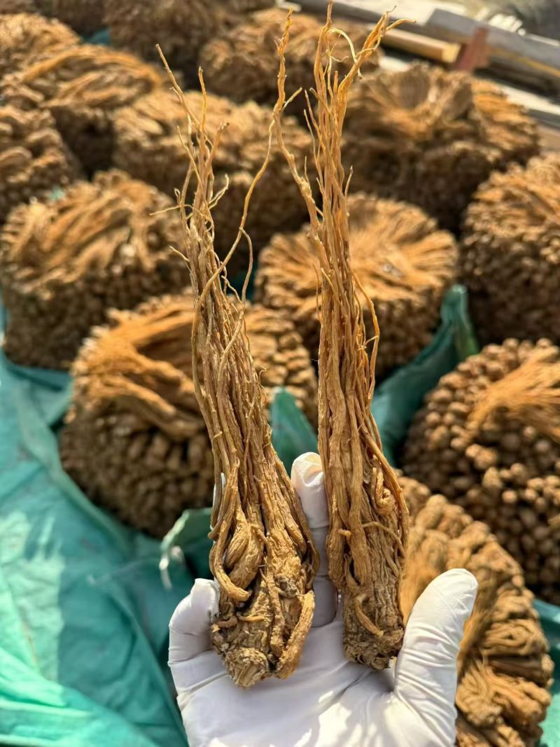 当归，甘肃岷县当归产地直销，保质保量，价格合理，诚信第一