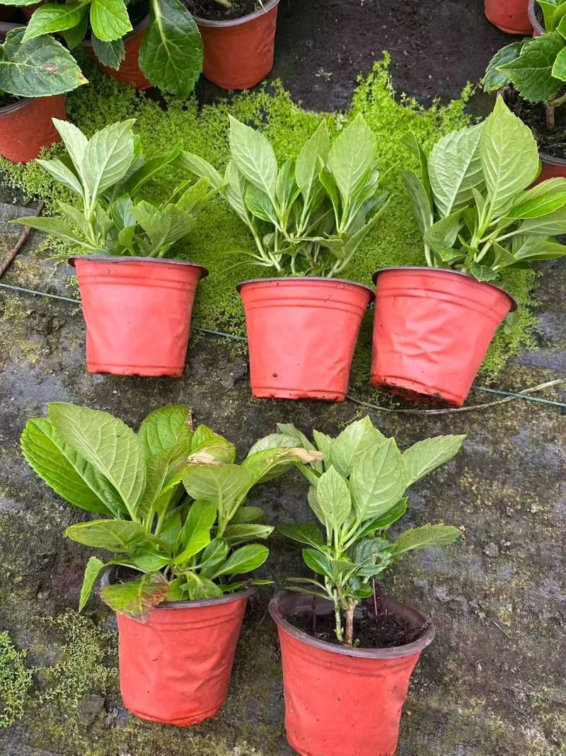 观花植物无尽夏绣球120杯、130杯基地有量，欢迎订购。