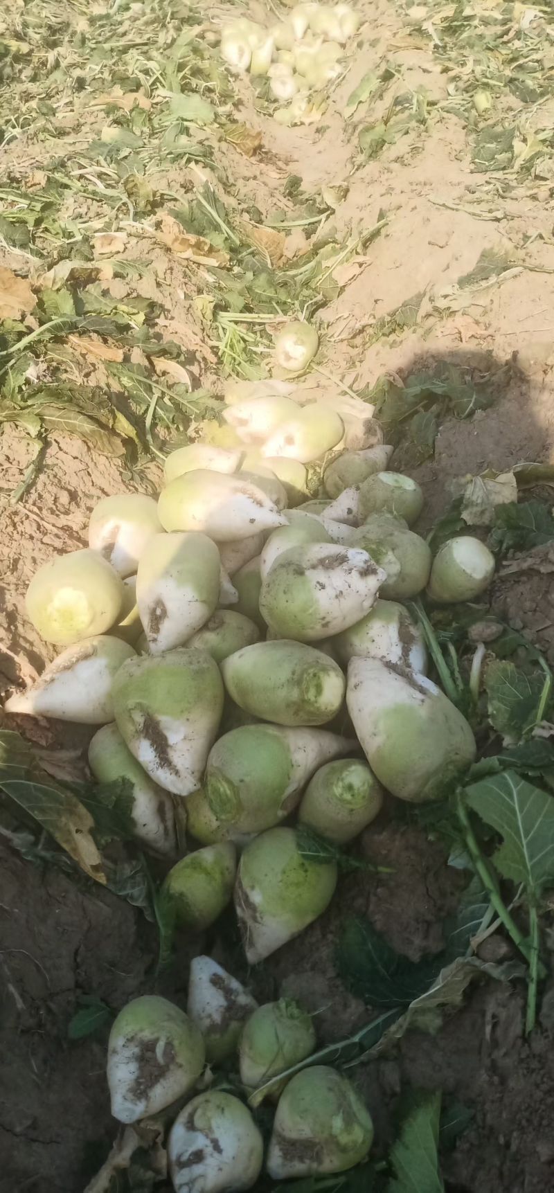 疙瘩菜价格便宜，山东济宁市产区，欢迎订购，