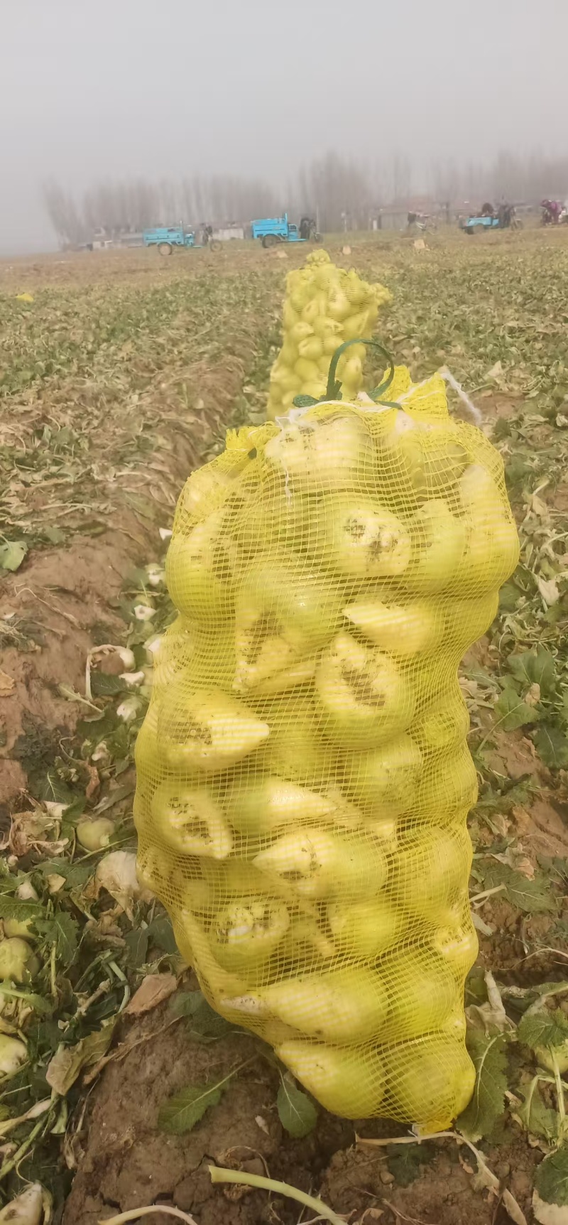 疙瘩菜价格便宜，山东济宁市产区，欢迎订购，