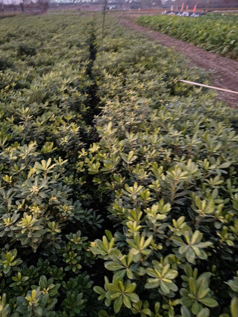海桐小毛球高度40一50cm基地有量，欢迎来一亩田订购。