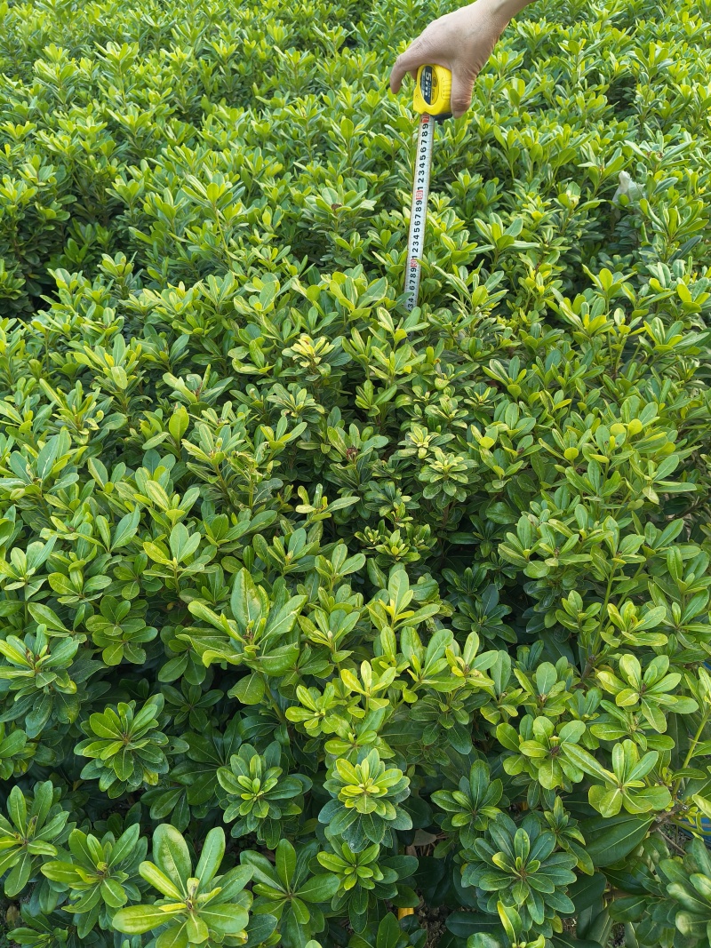 海桐小毛球高度40一50cm基地有量，欢迎来一亩田订购。