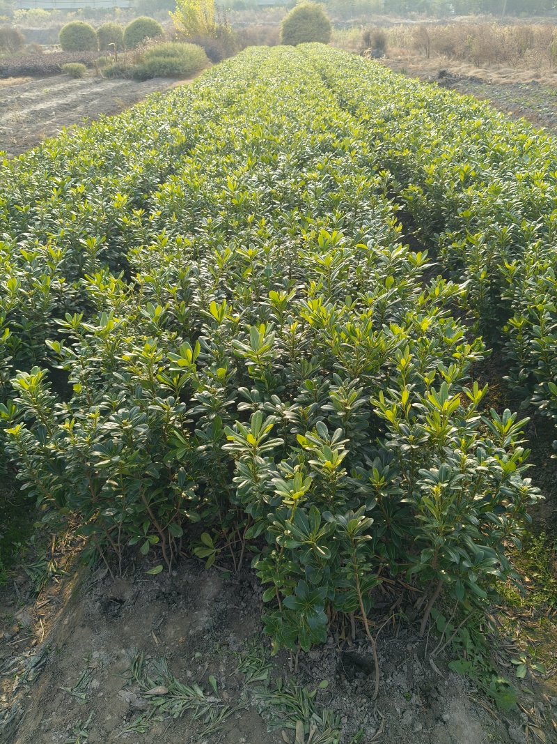 海桐小毛球高度40一50cm基地有量，欢迎来一亩田订购。