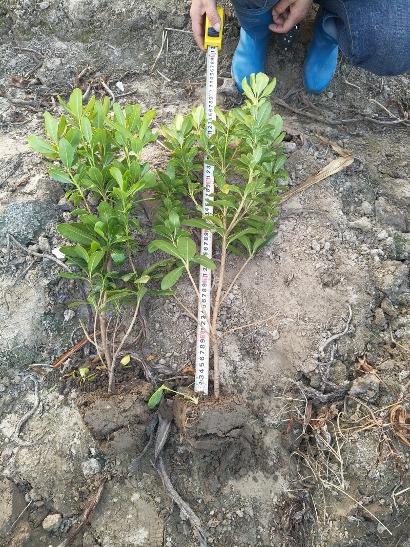 海桐小毛球高度40一50cm基地有量，欢迎来一亩田订购。