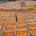 饮料果广西武鸣沃柑饮料果榨汁果有需要的果汁厂家可以联系我