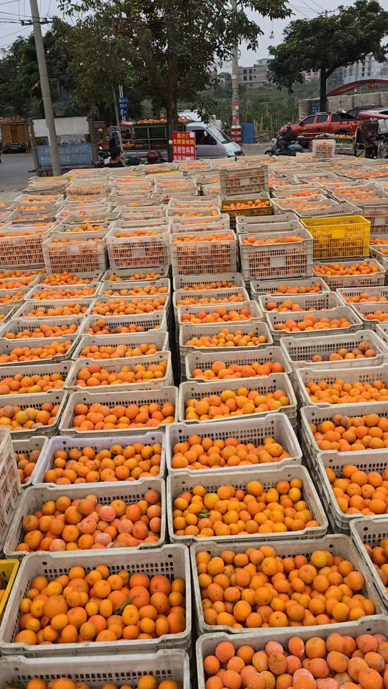 沃柑饮料果，榨汁果广西武鸣，需要的果汁厂家可以联系我