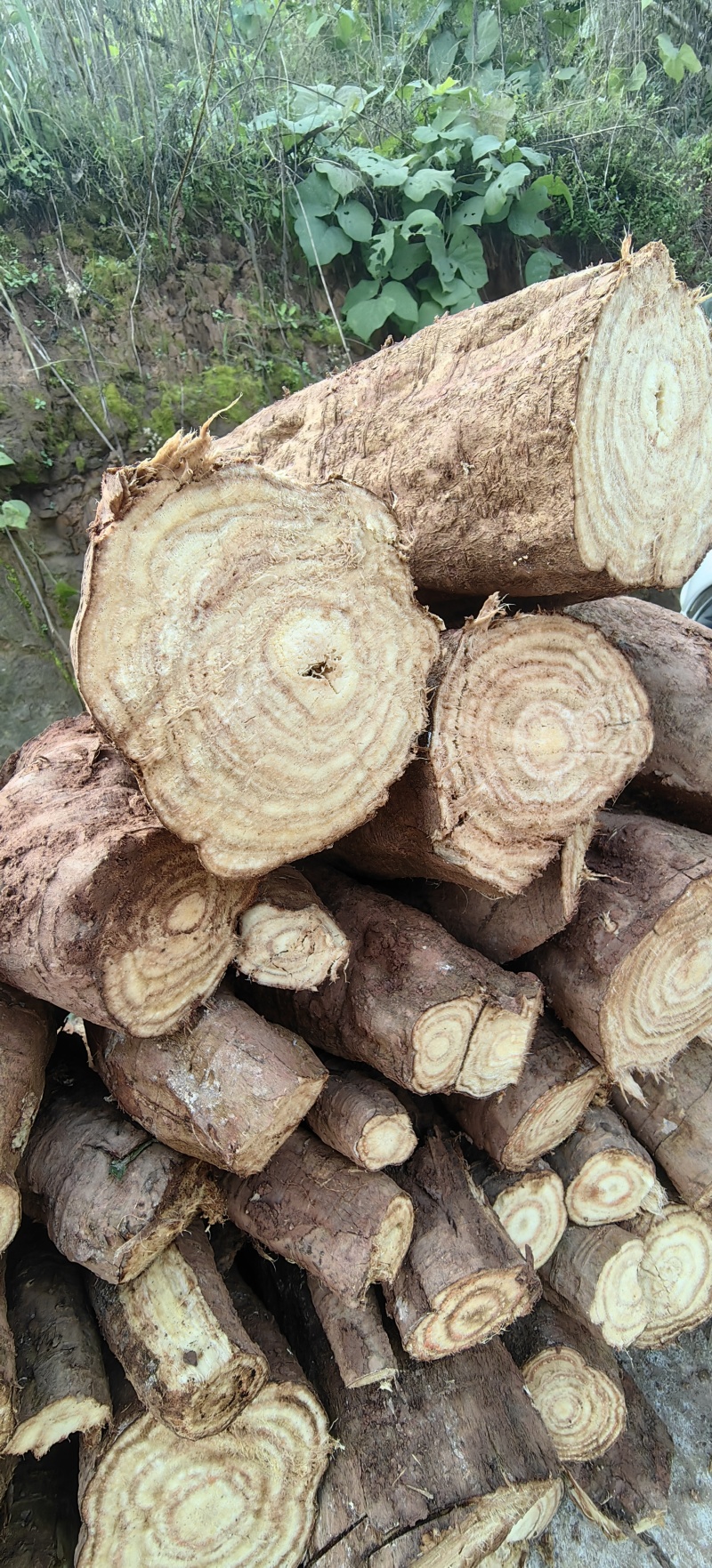 正宗深山多年野生葛根