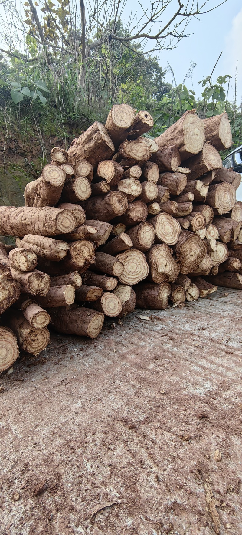 正宗深山多年野生葛根