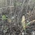 钙果苗欧李苗山地荒地种植红果黄果
