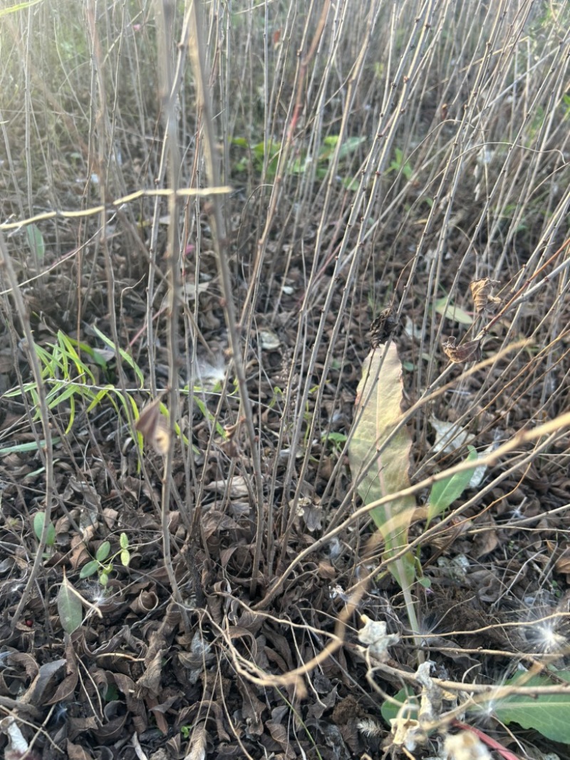 钙果苗欧李苗山地荒地种植红果黄果