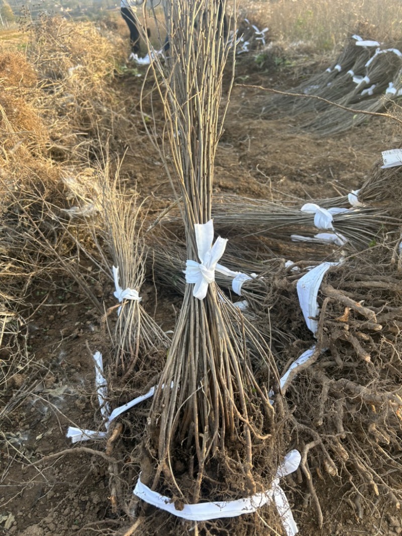 钙果苗欧李苗山地荒地种植红果黄果