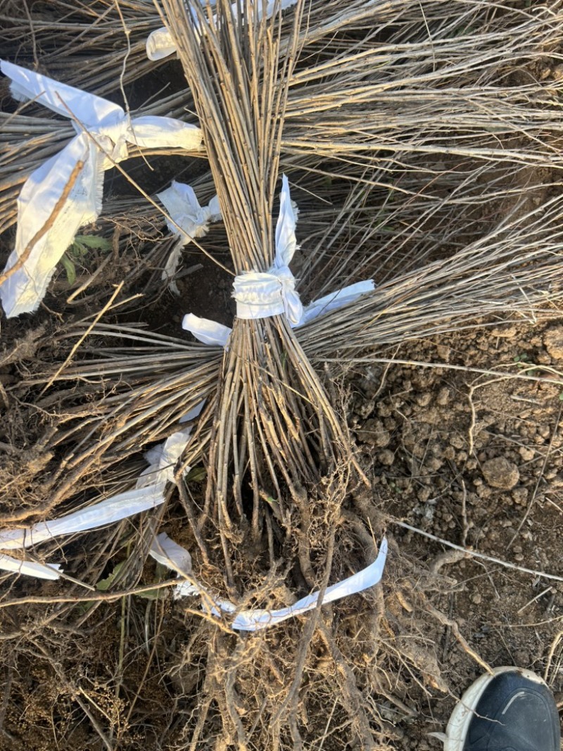 钙果苗欧李苗山地荒地种植红果黄果