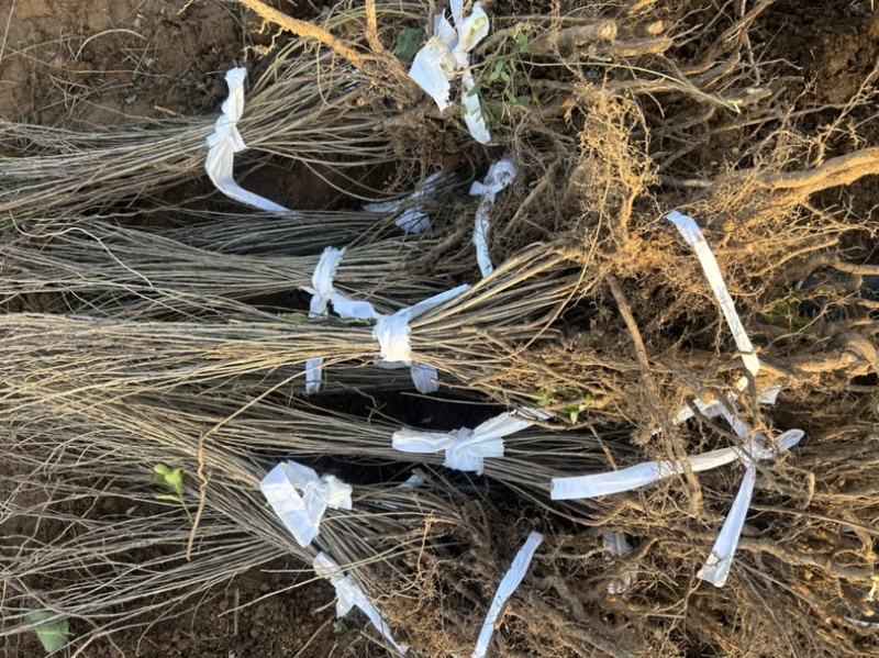 钙果苗欧李苗山地荒地种植红果黄果