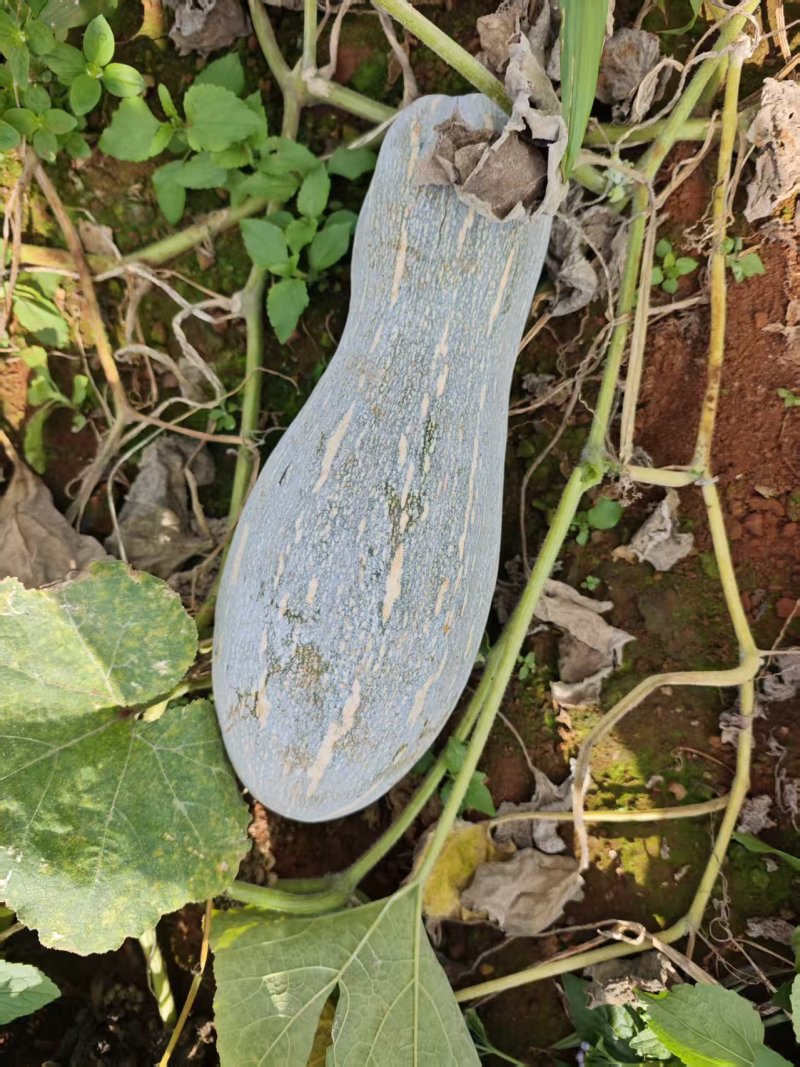 广东密本南瓜，货源充足，产地直发，常年供应电商食堂市场