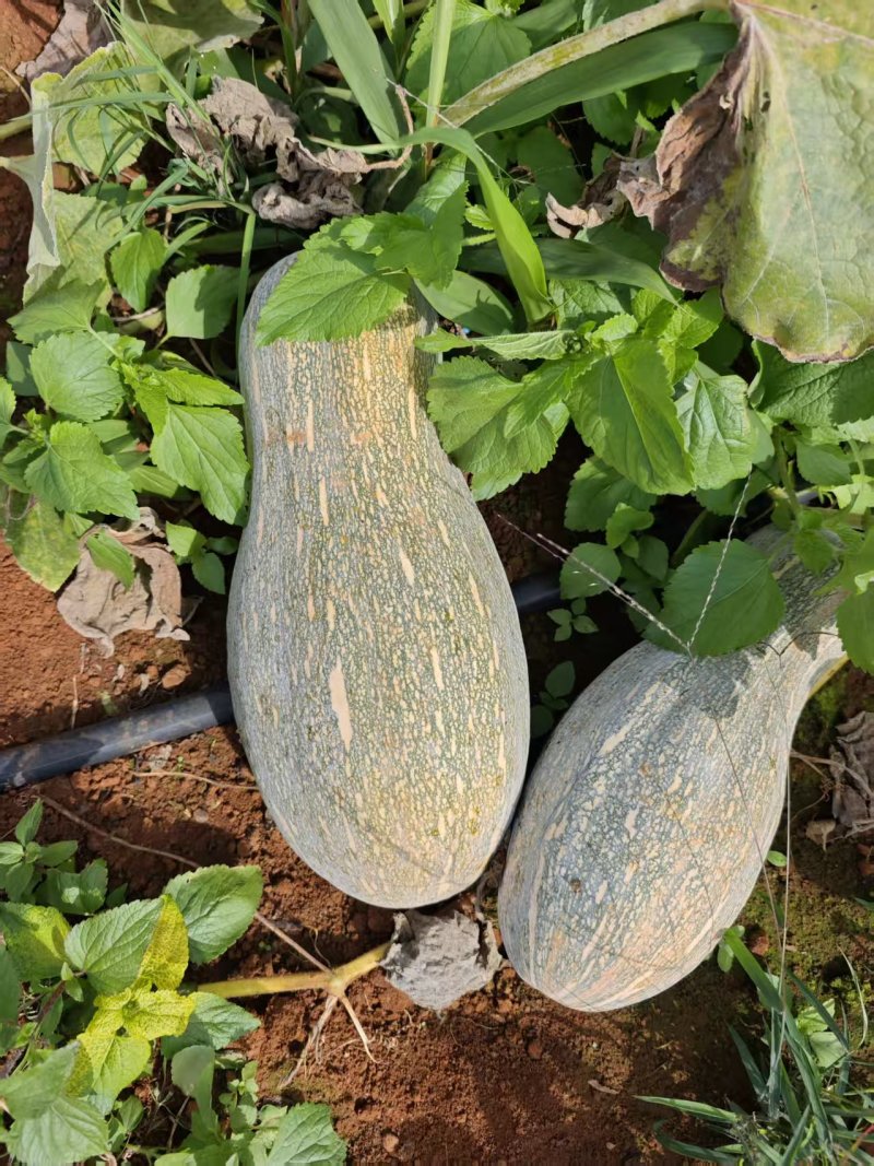 广东密本南瓜，货源充足，产地直发，常年供应电商食堂市场