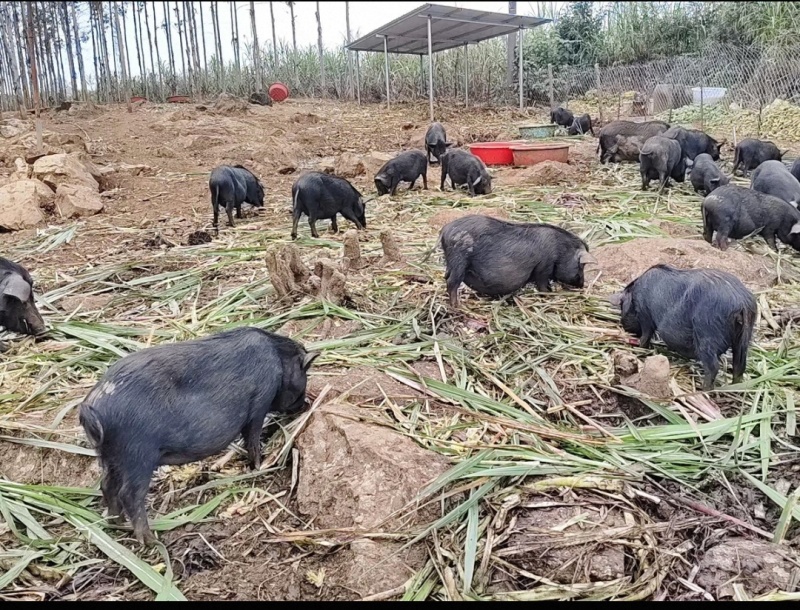 自家散养的藏香猪，大小，公母都有……有兴趣的联系我