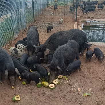 自家散养的藏香猪，大小，公母都有……有兴趣的联系我
