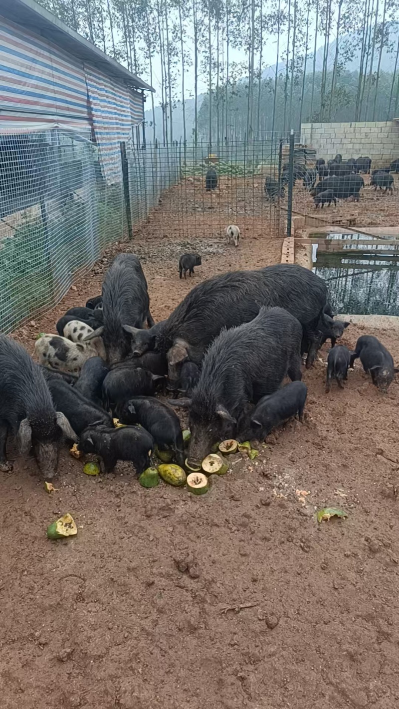 自家散养的藏香猪，大小，公母都有……有兴趣的联系我