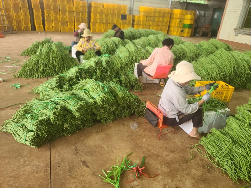 广东湛江长豆角，产地直发一手货源，实地考察合作共赢
