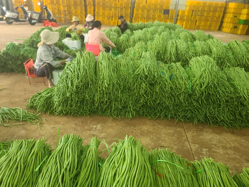 广东湛江长豆角，产地直发一手货源，实地考察合作共赢