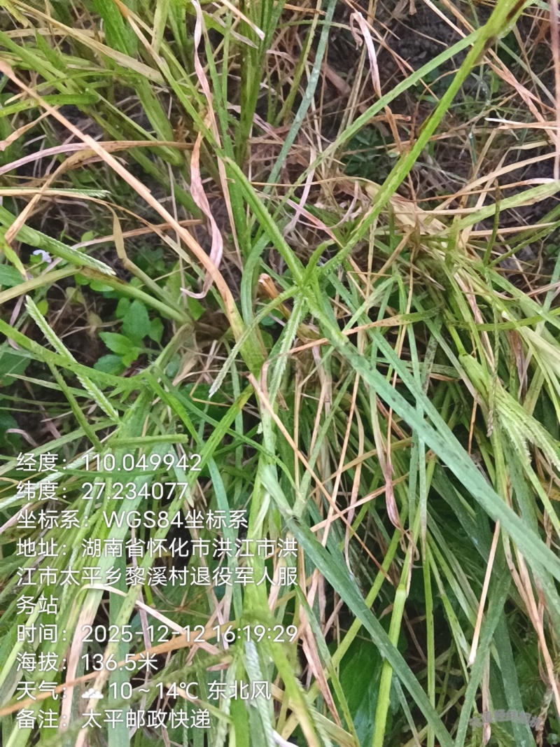 长期实力供应农村瑰宝“牛筋草”易种植、易管理、中草药之一