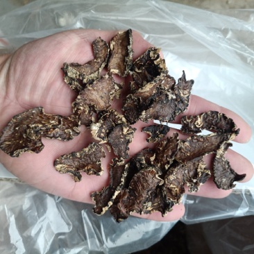 猴脑菇菌片猴脑菌片大片猴脑菌片核桃菌名字玛咔菌片玛咖菌