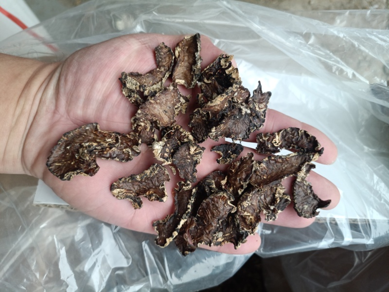 猴脑菇菌片猴脑菌片大片猴脑菌片核桃菌名字玛咔菌片玛咖菌