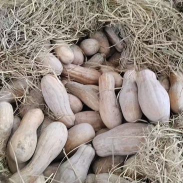 蜜本南瓜价好