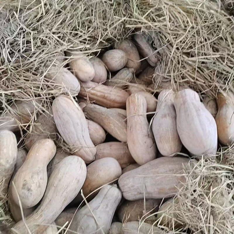 蜜本南瓜价好