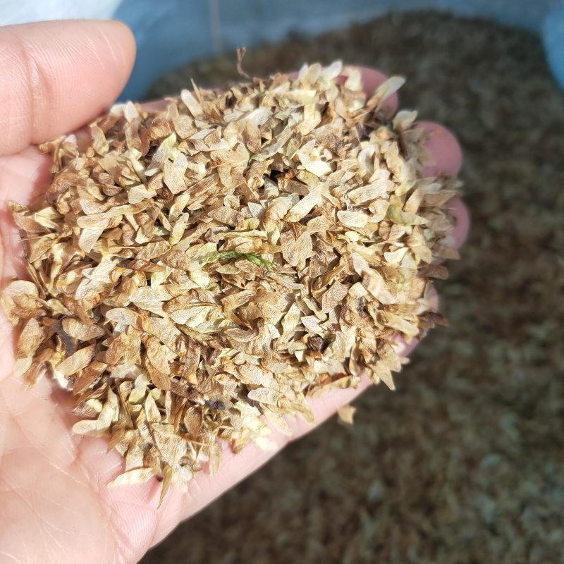 连香种子连香鲜果连香树种子香果树种子