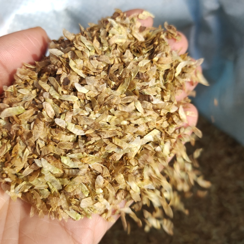 连香种子连香鲜果连香树种子香果树种子