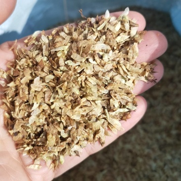 连香种子连香鲜果连香树种子香果树种子