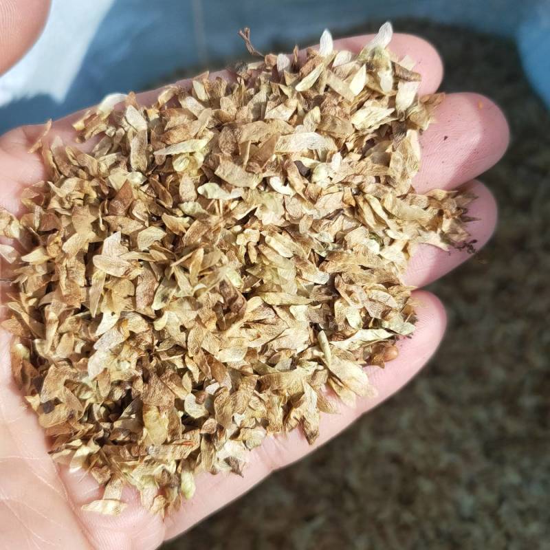 连香种子连香鲜果连香树种子香果树种子