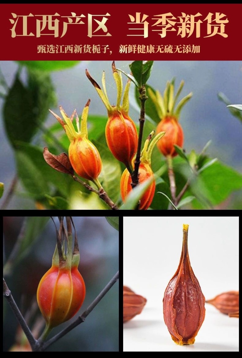 江西栀子果黄栀子栀花茶泡茶500g散装
