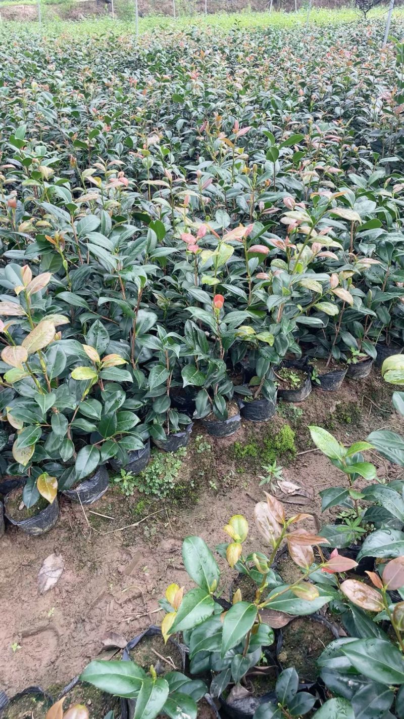 茶花大杯高度40一45cm，基地有量，欢迎来一亩田订购。