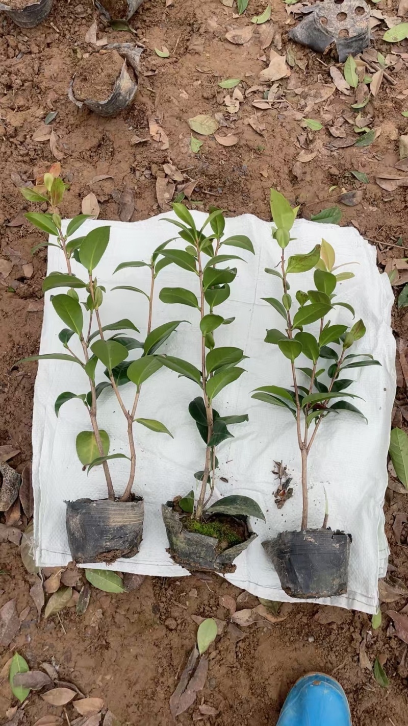 茶花大杯高度40一45cm，基地有量，欢迎来一亩田订购。