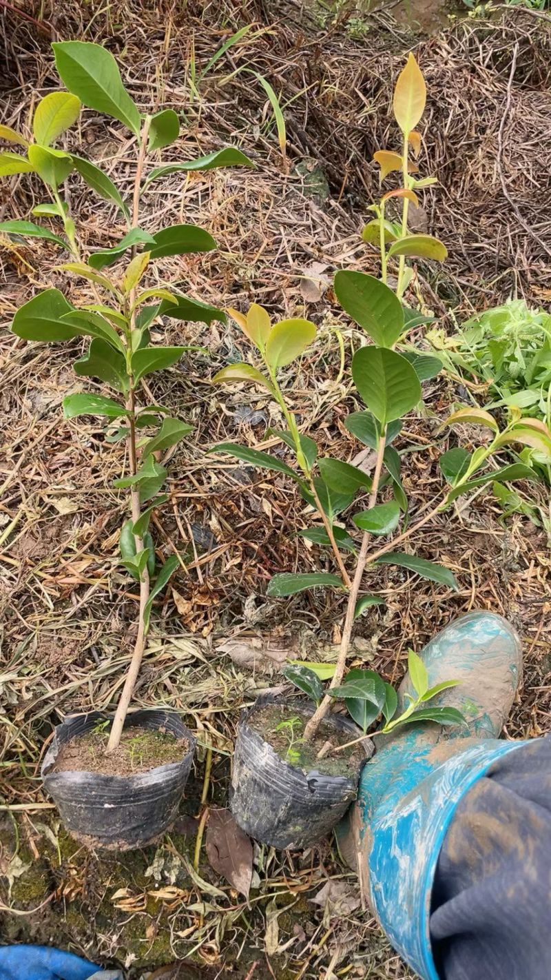 茶花大杯高度40一45cm，基地有量，欢迎来一亩田订购。