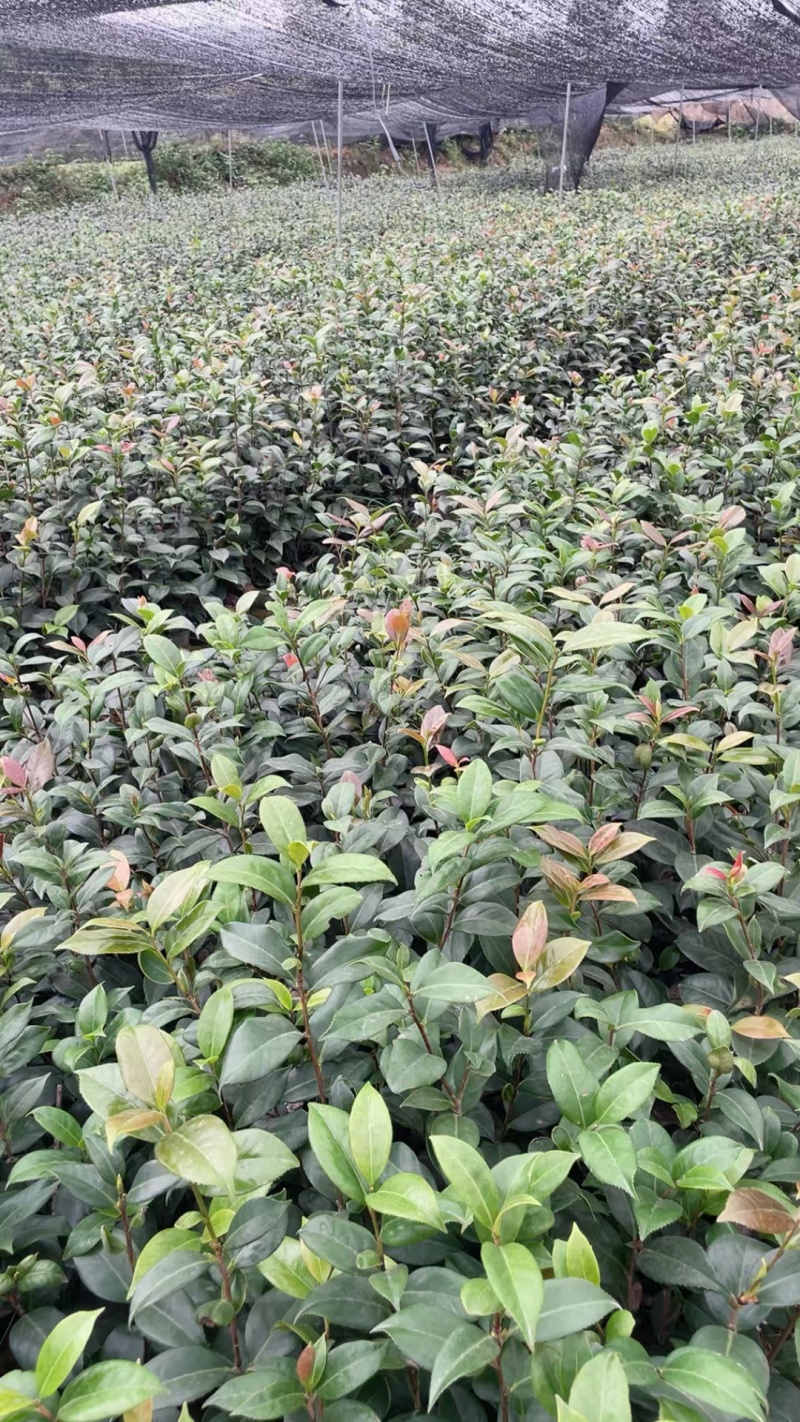 茶花大杯高度40一45cm，基地有量，欢迎来一亩田订购。