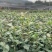 茶花大杯高度40一45cm，基地有量，欢迎来一亩田订购。