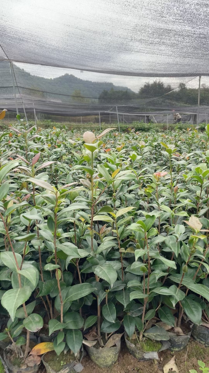 茶花大杯高度40一45cm，基地有量，欢迎来一亩田订购。
