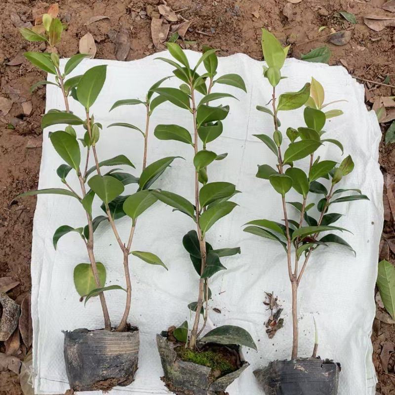 茶花大杯高度40一45cm，基地有量，欢迎来一亩田订购。
