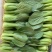 【江苏上海青】淮安小青菜/油菜/精品小青菜/发往全国便宜
