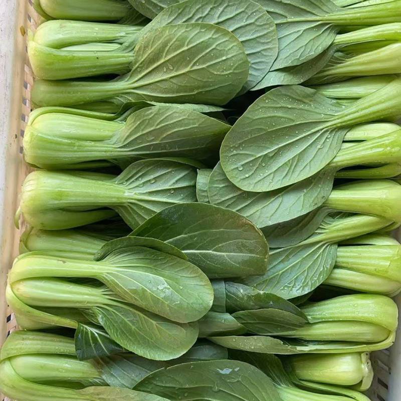 【江苏上海青】淮安小青菜/油菜/精品小青菜/发往全国便宜