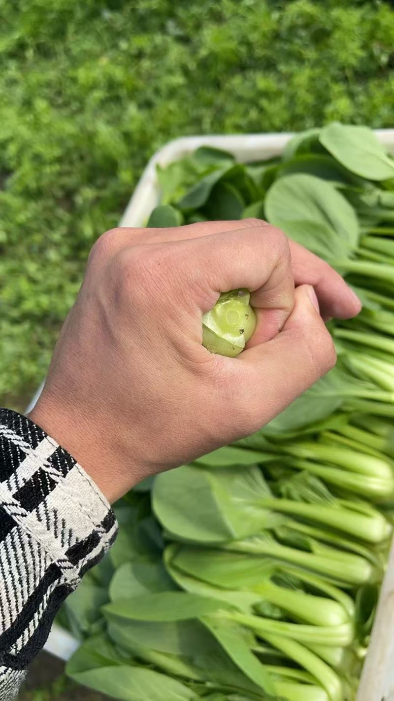【江苏上海青】淮安小青菜/油菜/精品小青菜/发往全国便宜