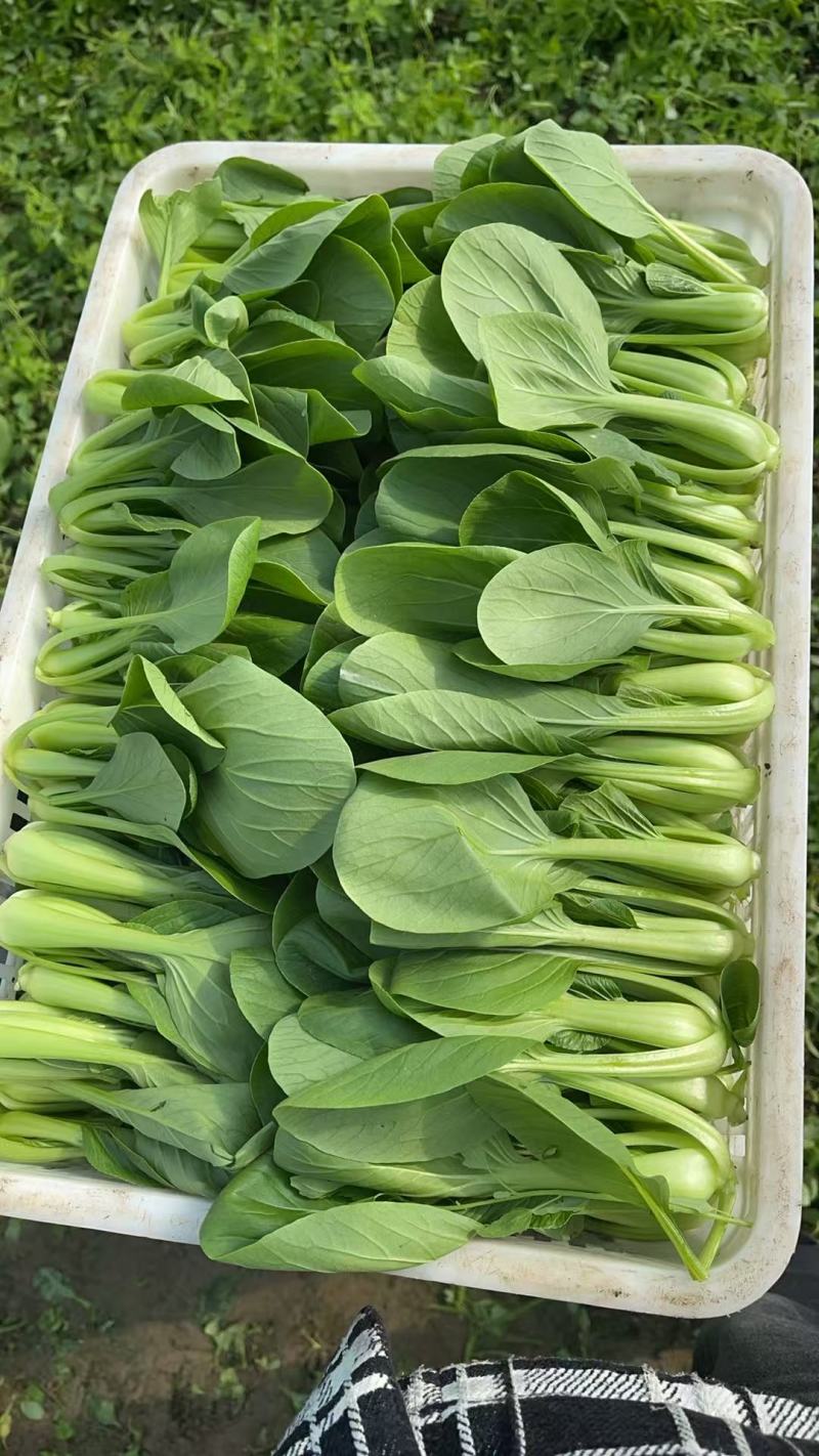 【江苏上海青】淮安小青菜/油菜/精品小青菜/发往全国便宜