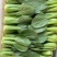 【江苏上海青】淮安小青菜/油菜/精品小青菜/发往全国便宜