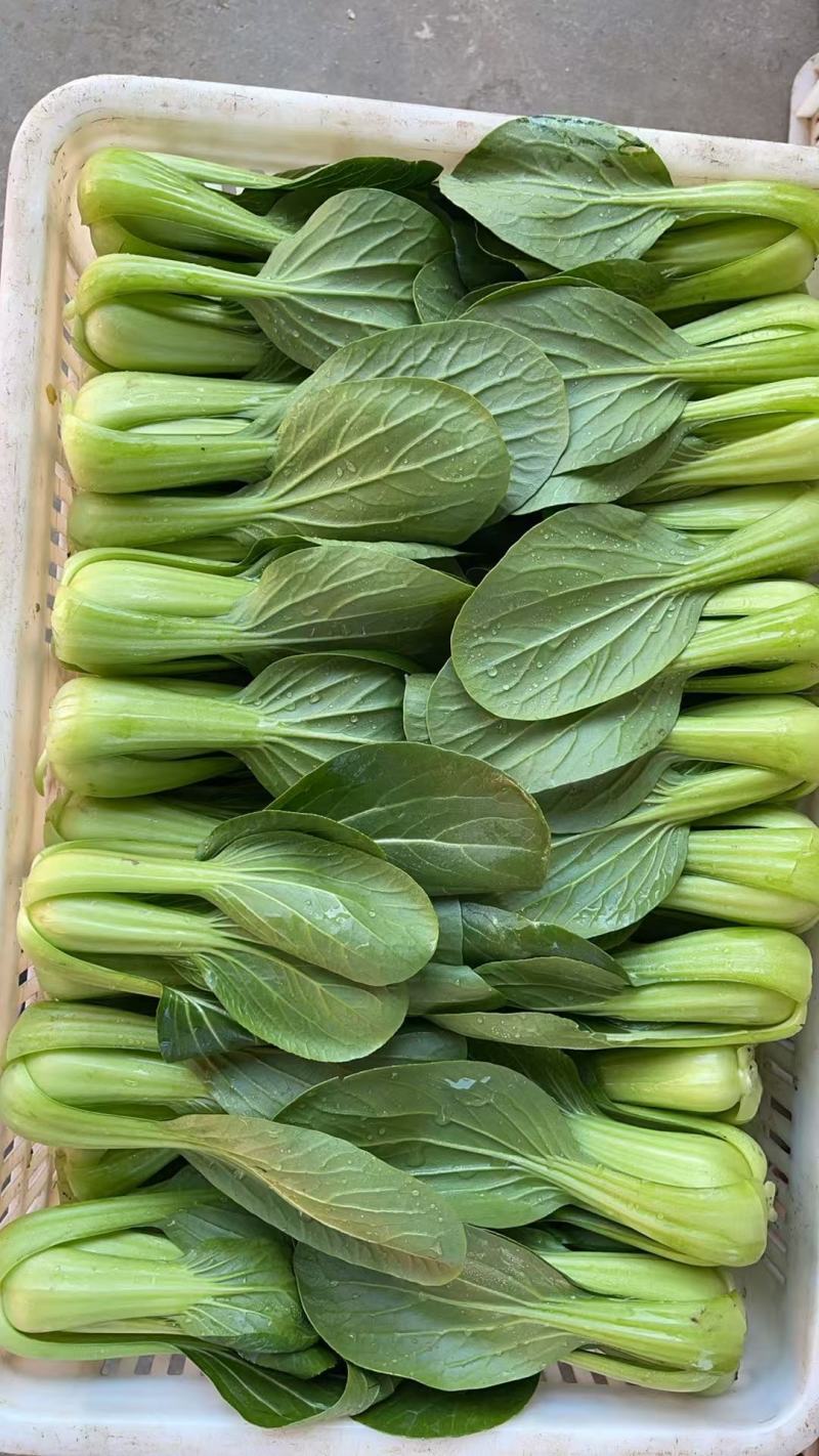 【江苏上海青】淮安小青菜/油菜/精品小青菜/发往全国便宜