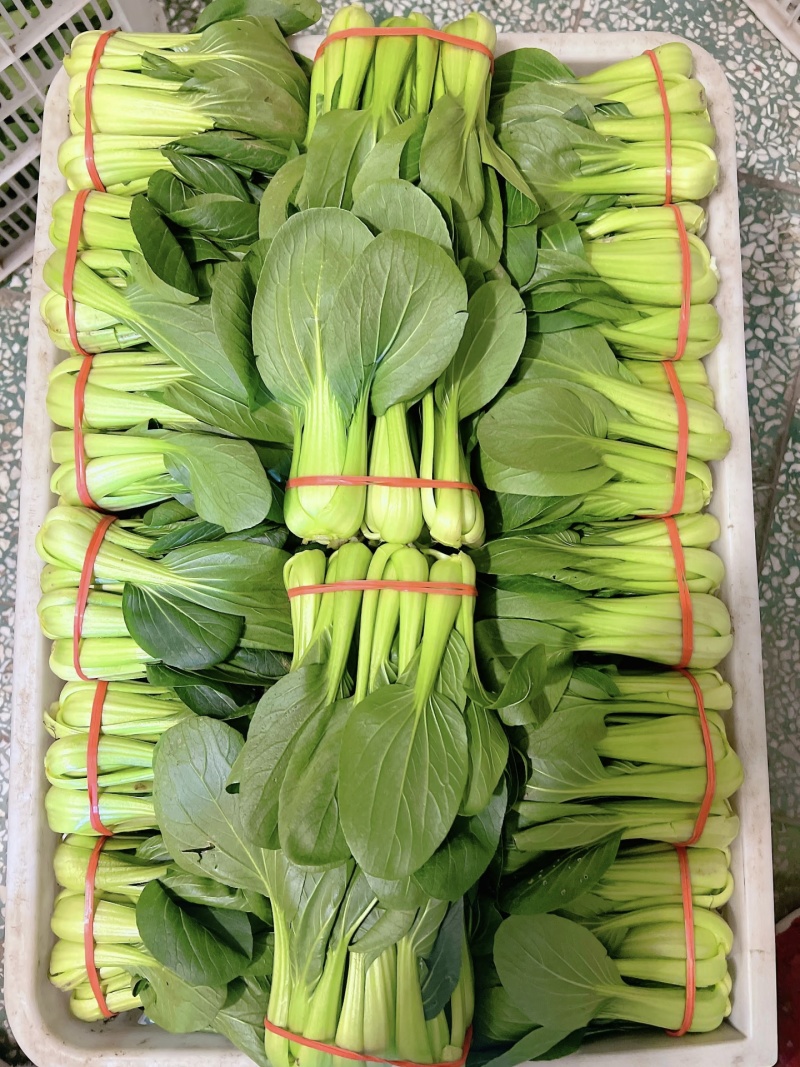 【江苏上海青】淮安小青菜/油菜/精品小青菜/发往全国便宜
