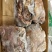 带皮熟羊肉全国发货