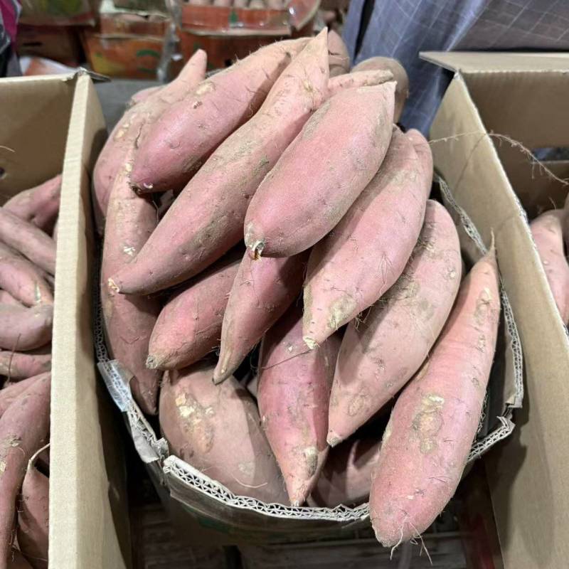 唐山烟薯
